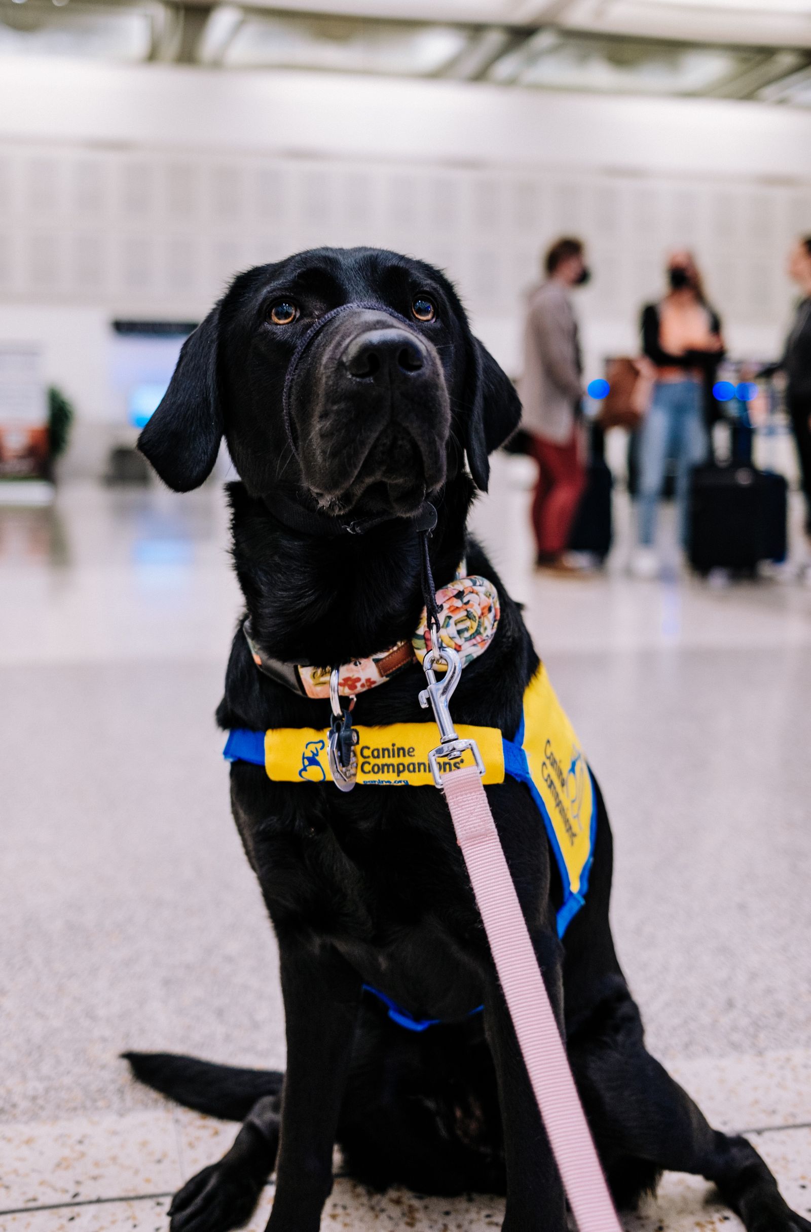 Havalimanı terminalinde bekleyen eğitimli yardımcı köpek